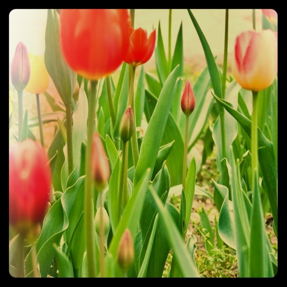 Meet your Posher, Terri - Picture 1 of 4